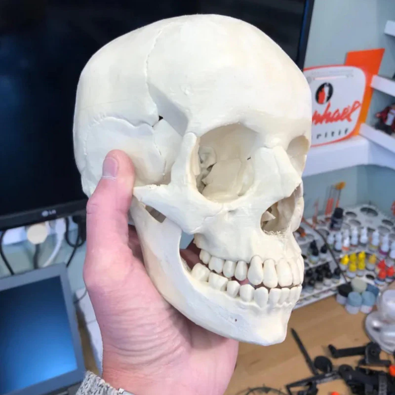 Anatomy Human Skull 3D Print Model 3D Print Model .c4d .max .obj .3ds .fbx .stl .blend 