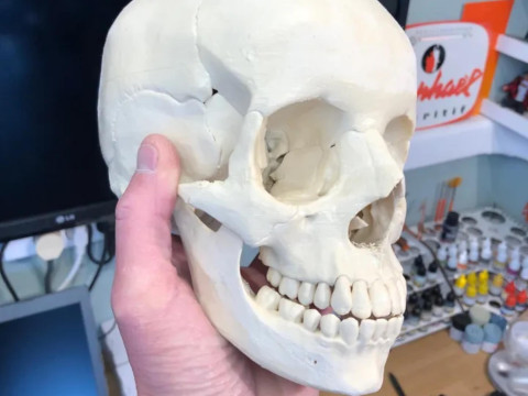 Anatomy Human Skull 3D Print Model Modello di stampa 3D