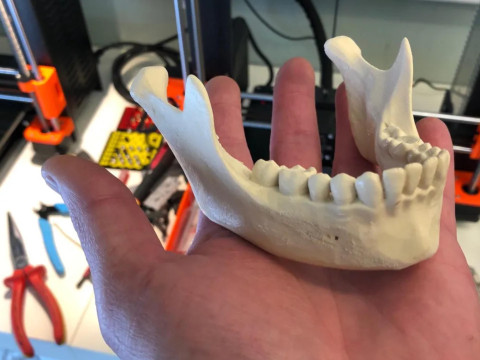 Anatomy Human Skull 3D Print Model 3D Print Model