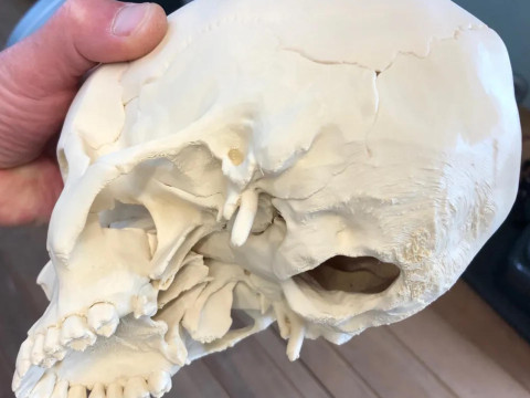 Anatomy Human Skull 3D Print Model 3D Print Model