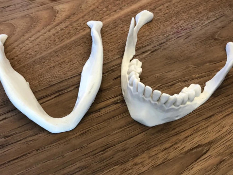 Anatomy Human Skull 3D Print Model 3D Print Model