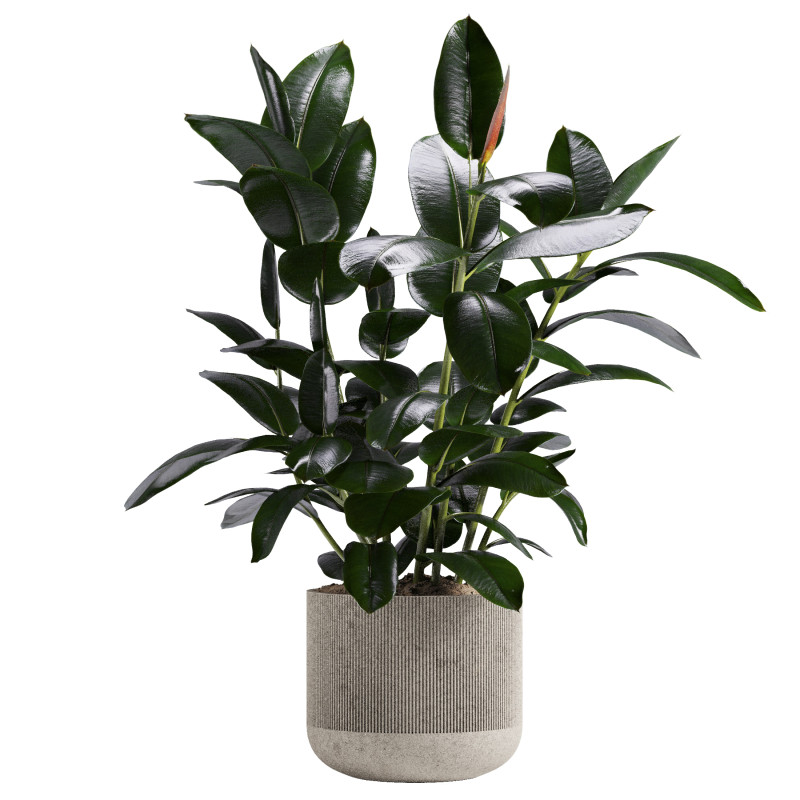 Ficus in pot 3D 模型 .c4d .max .obj .3ds .fbx .stl .blend 