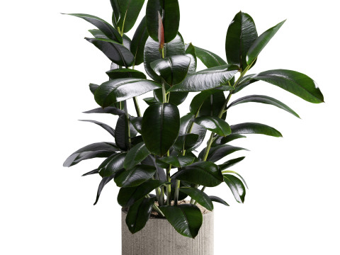 Ficus in pot 3D 模型