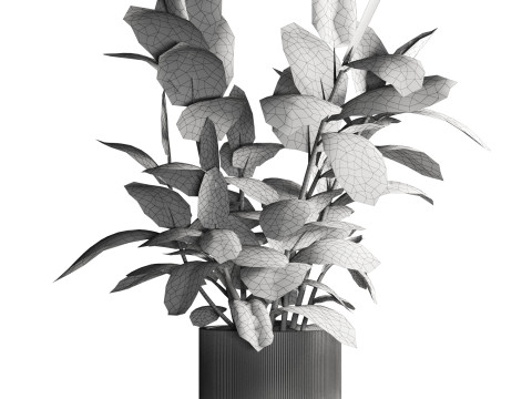 Ficus in pot 3D 模型