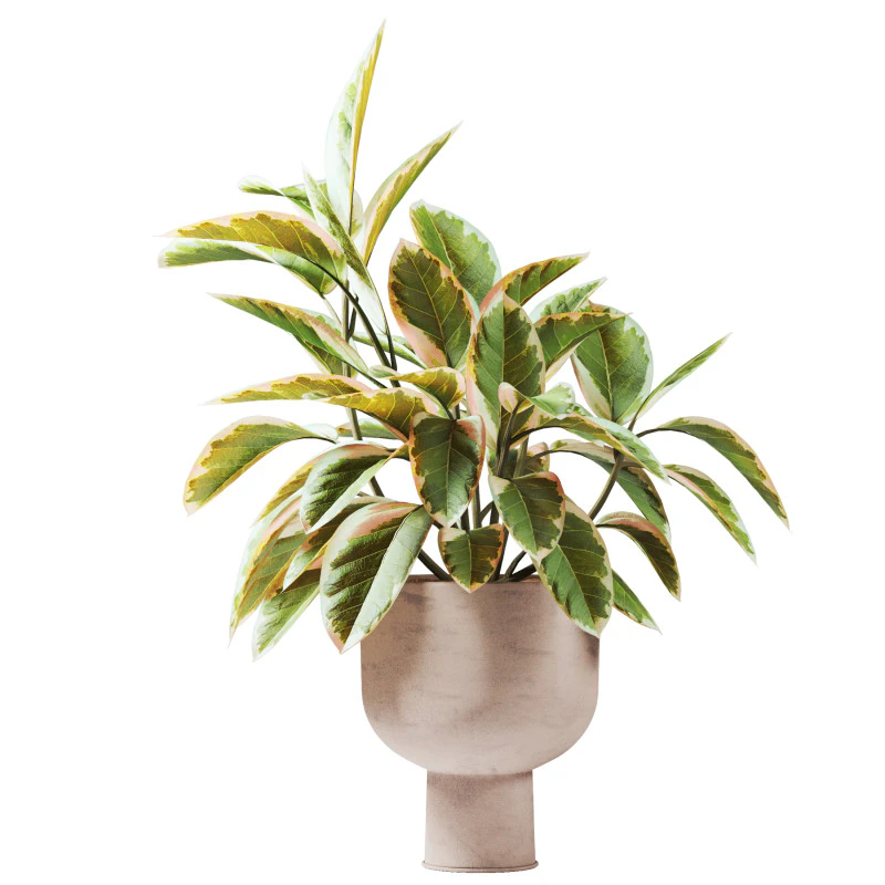 Ficus plant in pot 3D Model .c4d .max .obj .3ds .fbx .stl .blend
