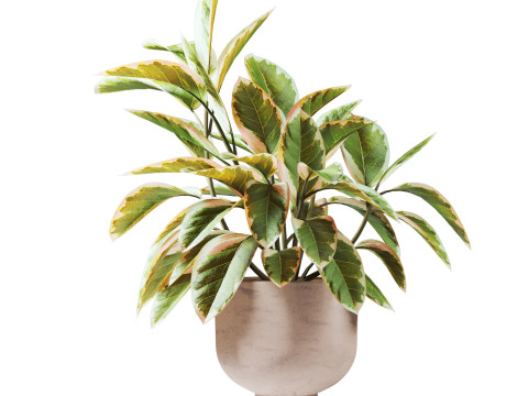 Ficus plant in pot 3D Model