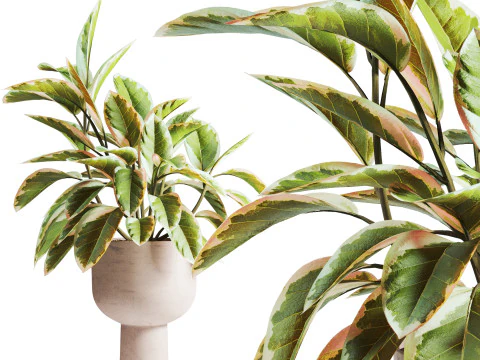 Ficus plant in pot 3D Model