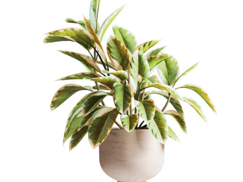 Ficus plant in pot 3D Model