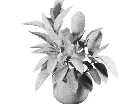Ficus plant in pot 3D मॉडल