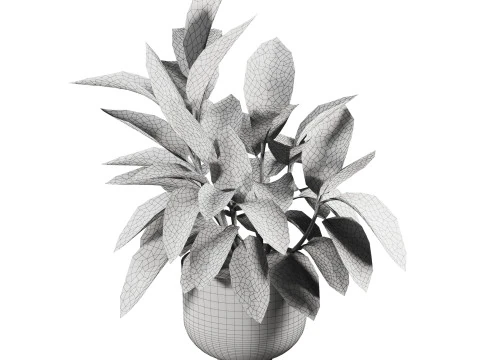Ficus plant in pot 3D Model