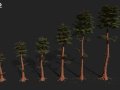 RED WOOD TREE PACK 3D Model