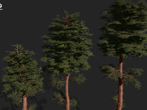 RED WOOD TREE PACK 3D Model