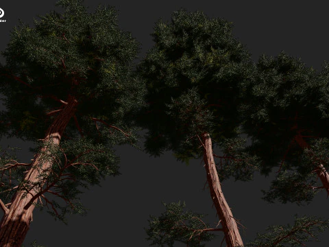 RED WOOD TREE PACK 3D Model