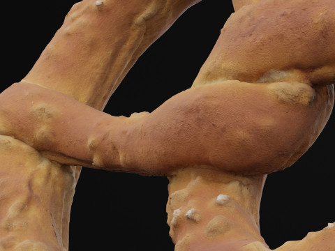 Pretzel Food 3D Model