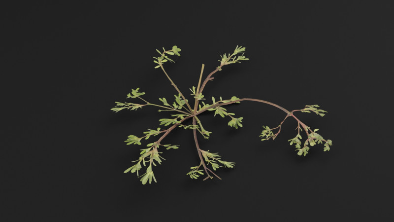Pianta Portulaca oleracea Modello 3D .c4d .max .obj .3ds .fbx .stl .blend