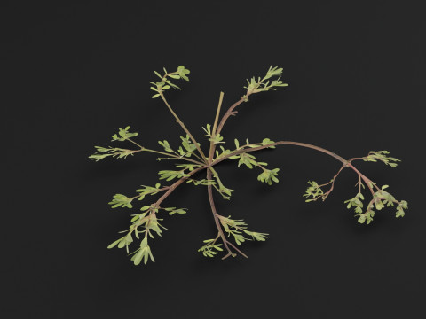 马齿苋植物 3D 模型