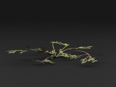 Portulaca oleracea Plant 3D Model