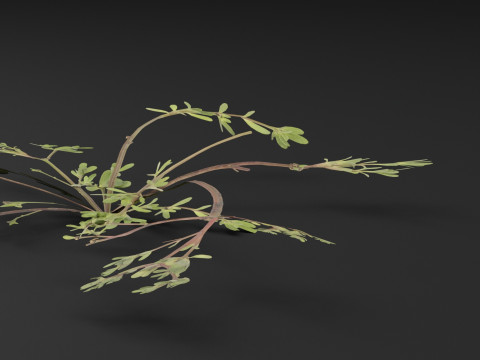 Pianta Portulaca oleracea Modello 3D