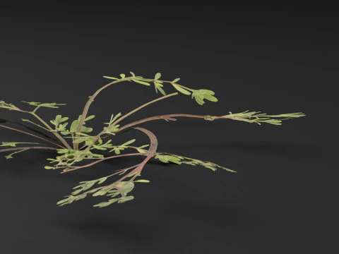 Portulaca oleracea Plant 3D Model