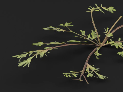 Portulaca oleracea Plant 3D Model