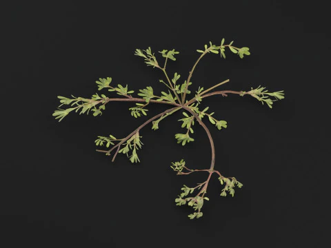 Portulaca oleracea Plant 3D Model