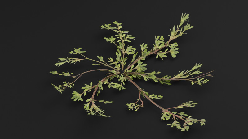 Tanaman Portulaca oleracea Model 3D .c4d .max .obj .3ds .fbx .stl .blend