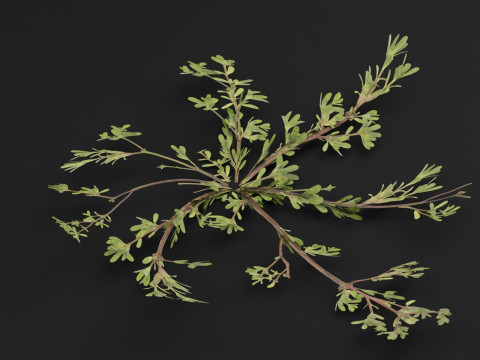 Портулак огородный Растение 3D Модель