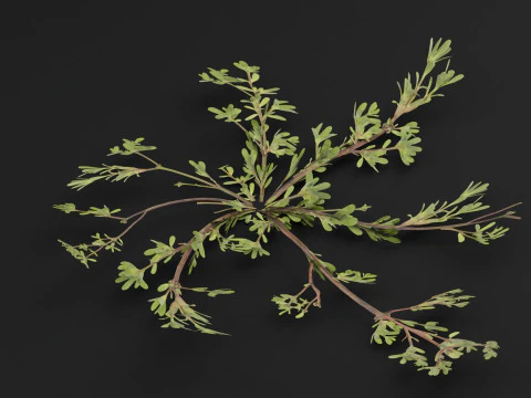 スベリヒユ 3Dモデル