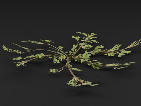 Pianta Portulaca oleracea Modello 3D