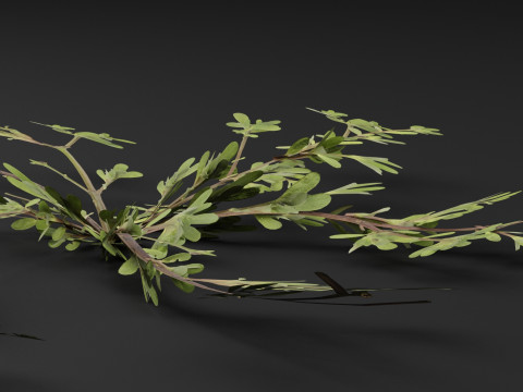 Pianta Portulaca oleracea Modello 3D