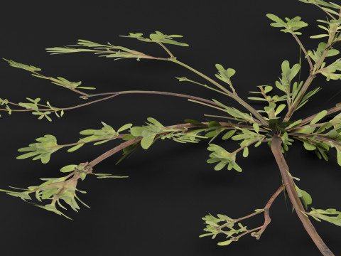 Pianta Portulaca oleracea Modello 3D