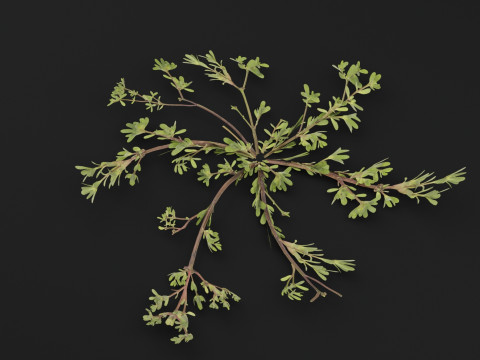 Pianta Portulaca oleracea Modello 3D