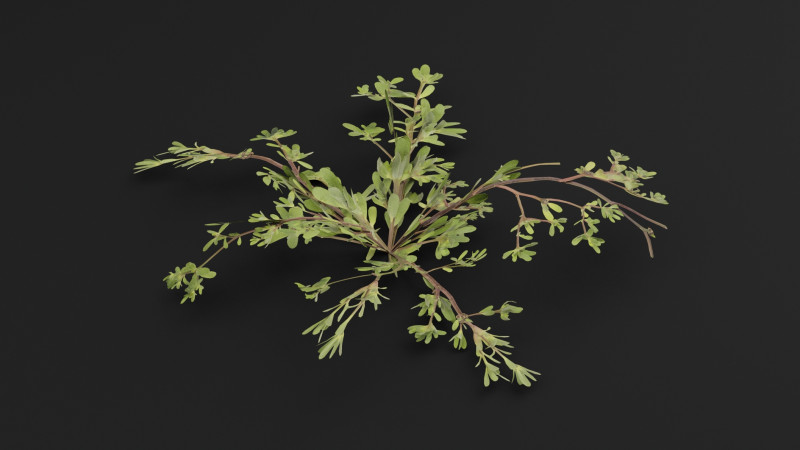 马齿苋植物 3D 模型 .c4d .max .obj .3ds .fbx .stl .blend