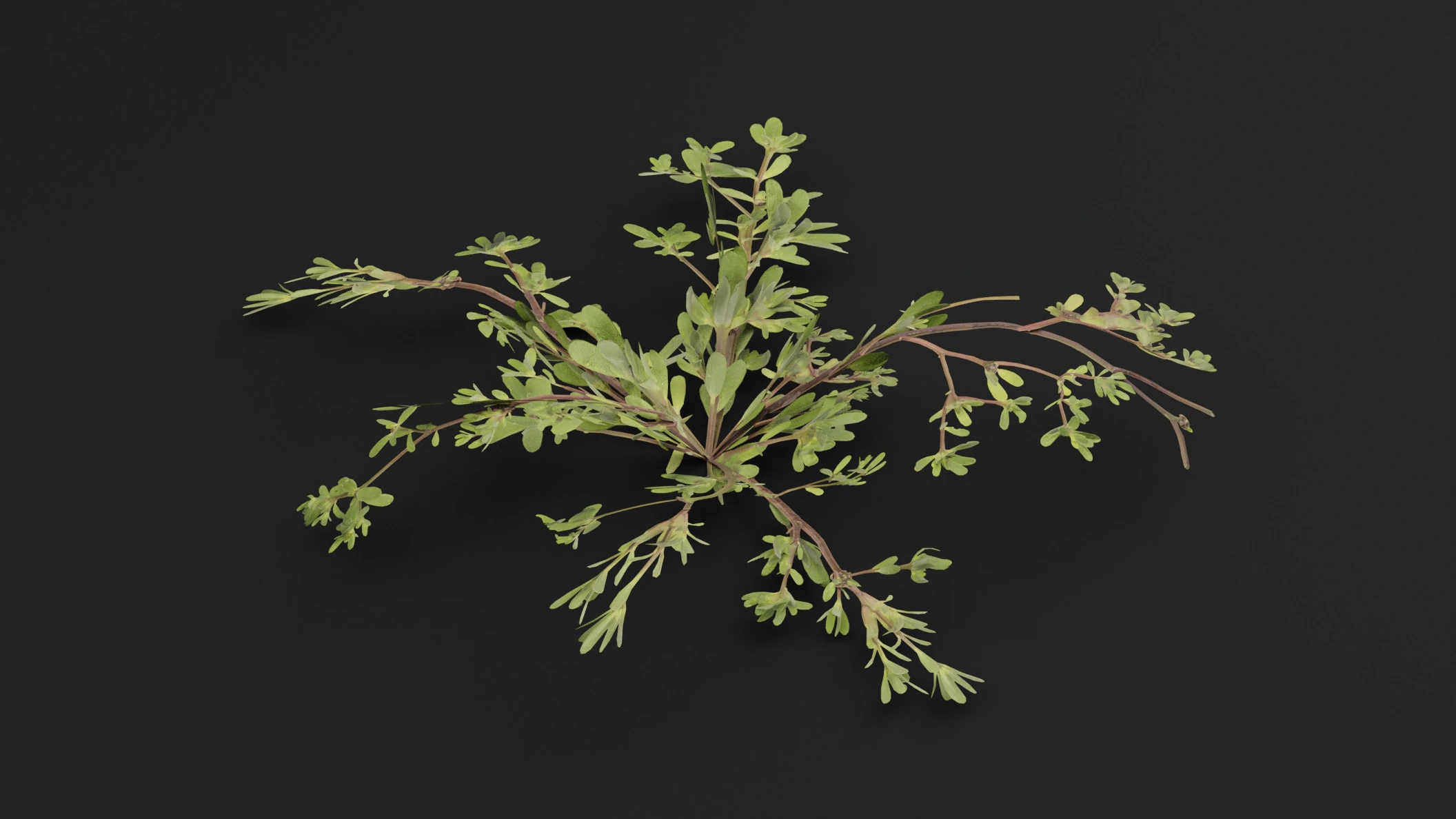 Portulaca oleracea Plant 3D Model .c4d .max .obj .3ds .fbx .stl .blend 
