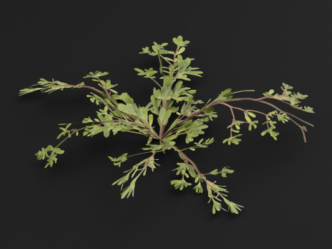 马齿苋植物 3D 模型