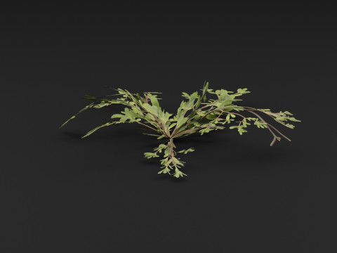 Portulaca oleracea Plant 3D Model