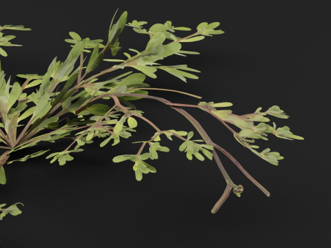 Portulaca oleracea Plant 3D Model