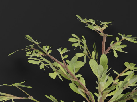 Portulaca oleracea Plant 3D Model