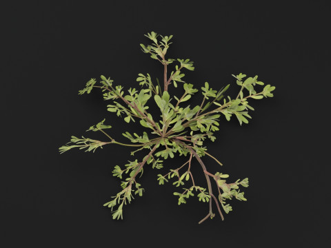 Portulaca oleracea Plant 3D Model