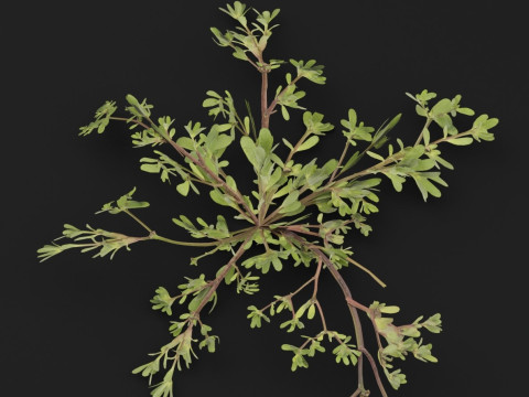 Portulaca oleracea Plant 3D Model