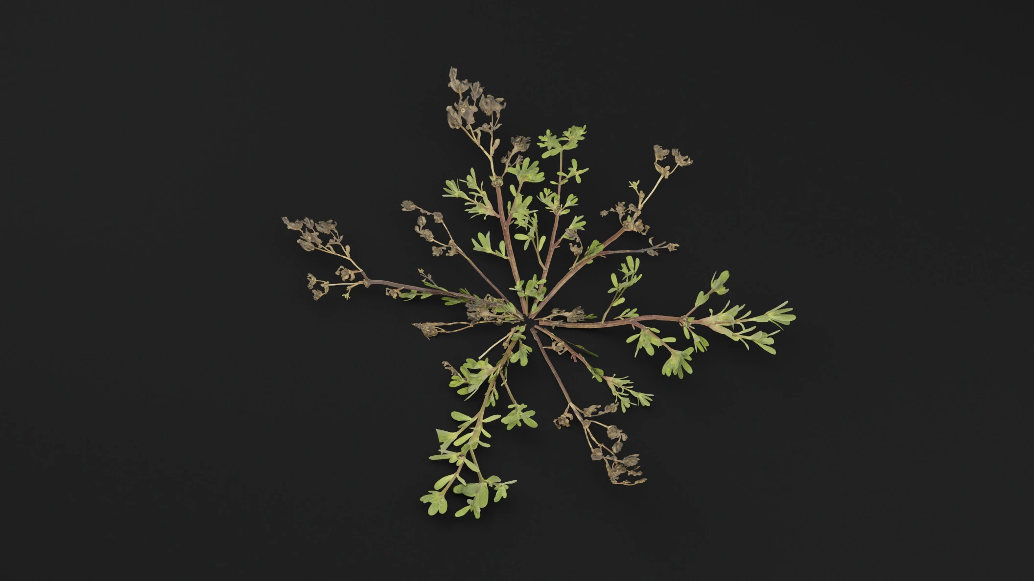 Portulaca oleracea Plant 3D Model .c4d .max .obj .3ds .fbx .stl .blend 