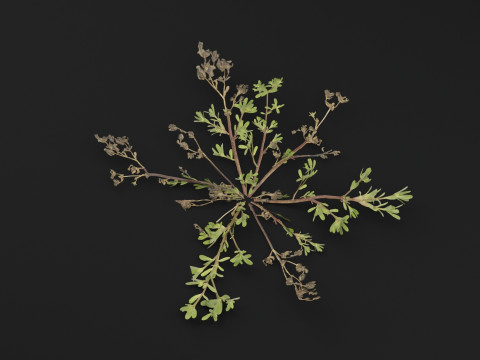 Портулак огородный Растение 3D Модель