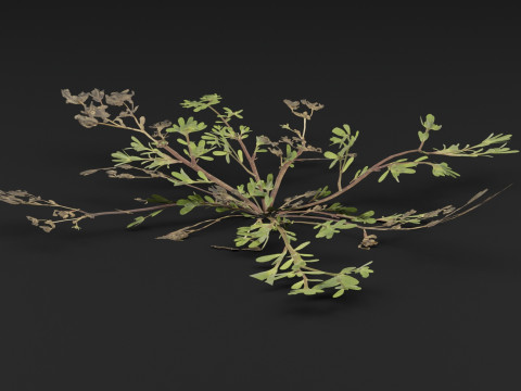 Portulaca oleracea Plant 3D Model