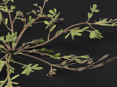 Portulaca oleracea Plant 3D Model