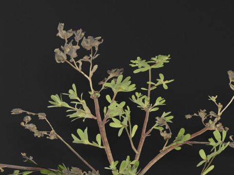 Portulaca oleracea Plant 3D Model