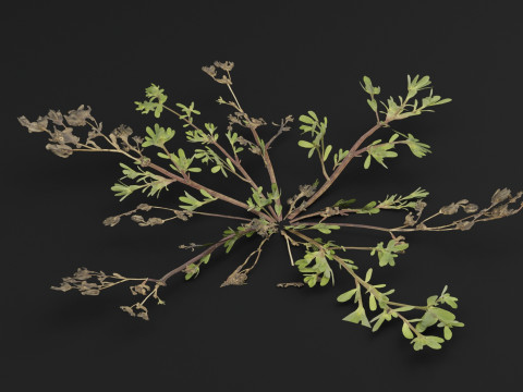 Portulaca oleracea Plant 3D Model