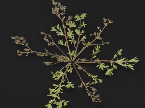 Portulaca oleracea Plant 3D Model