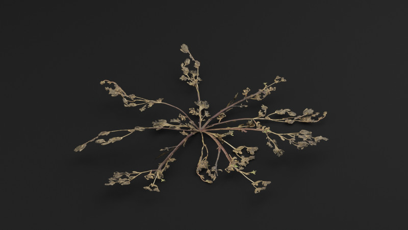 马齿苋植物 3D 模型 .c4d .max .obj .3ds .fbx .stl .blend