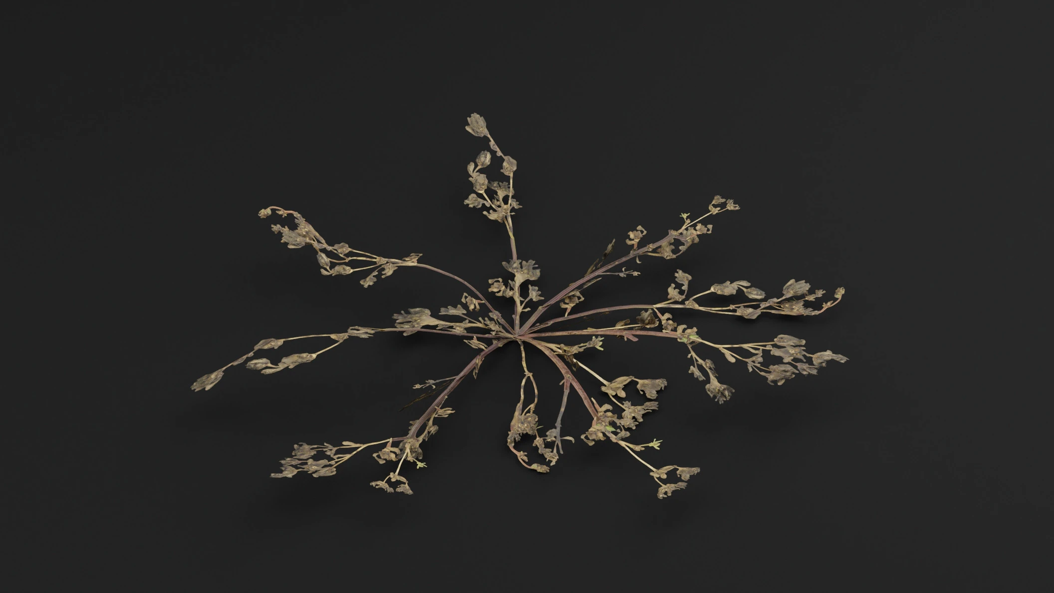 Portulaca oleracea Plant 3D Model .c4d .max .obj .3ds .fbx .stl .blend