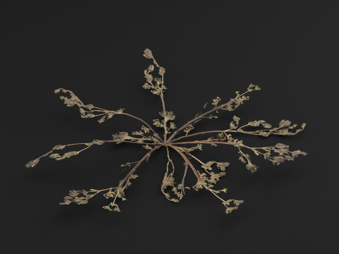 马齿苋植物 3D 模型